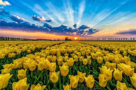Sunset Over A Tulip Field In Netherlands Tulip Fields Yellow Tulips