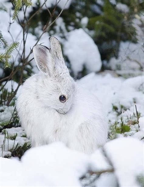 60 Beautiful Pictures Of Animal In The Snow