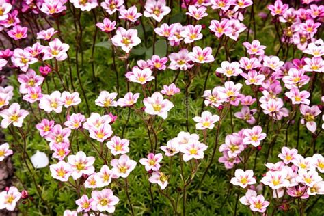 Beautiful Small Flowers Stock Photo Image Of Light 89329992