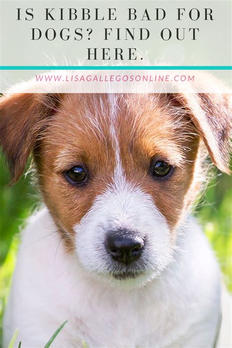 We take a look at every dog food company and every dog food brand operating under an umbrella company. Do you feed your puppy kibble? Find out why you should ...