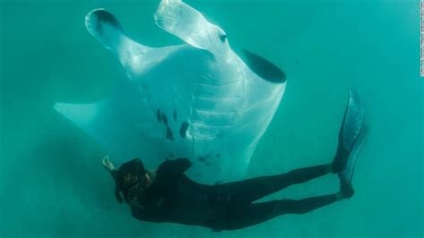 Manta Ray Filmed Seeking Help From Divers In Remarkable Underwater