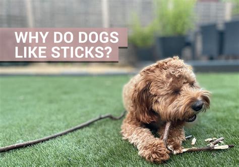 Why Do Dogs Like Sticks Have You Ever Wondered
