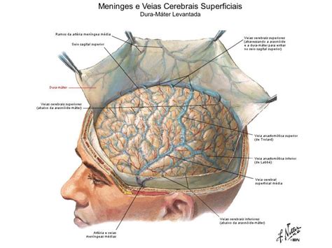 Meninges e Veias Doplóicas e Veias Cerebrais Superficiaispdf Anatomia I