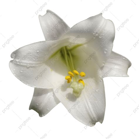 Easter Lilies White Transparent Easter Lily Png Easter Lily Lily