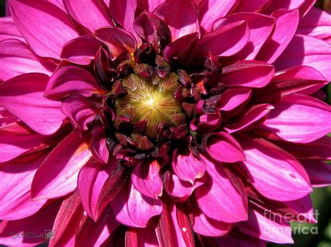 Dahlia Named Purple Haze Photograph By J Mccombie