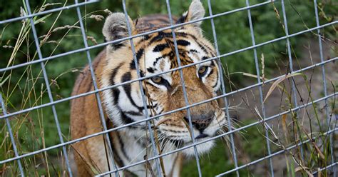 Animal Sanctuary Cited For Keeping Tiger In Basement
