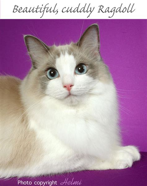 The ragamuffin is a breed of domestic cat which first made its appearance in 1994. Difference between Ragdoll and RagaMuffin cats - PoC