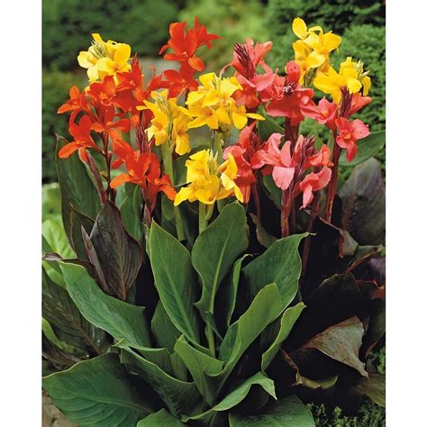 How To Plant Canna Lilies In Florida Garden Guides Flcanna Yellow