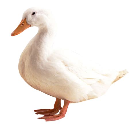 Pure White Duck Transparent Png Png Play