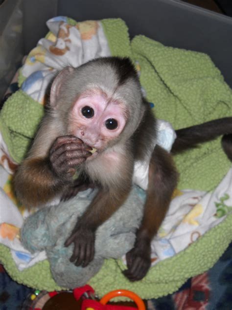 Primate Store Baby Capuchin Monkeys For Sale
