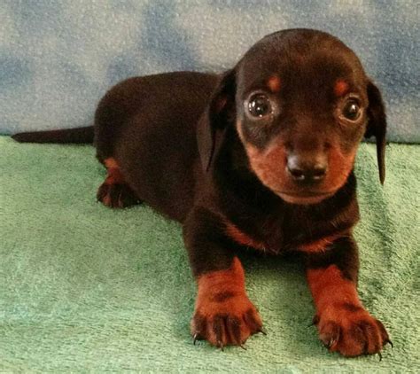 For adopting your 2nd doxie puppy from sandcreek pets. Miniature Dachshund Puppies For Sale | Marlow, OK #68993