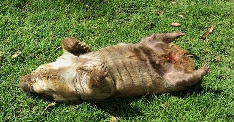 Adult Wombat Taking A Nap Kids In Australia