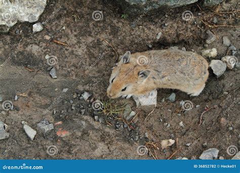 Field Hamster Stock Photo Image Of Mongolia Fauna Mouse 36852782