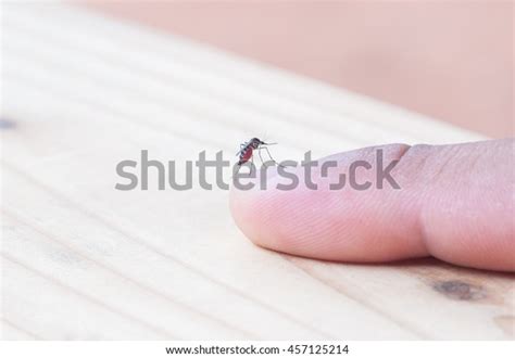 Aedes Mosquito Bite On Skin Mosquito Stock Photo Edit Now 457125214