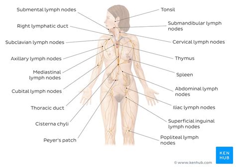 Lymphatic Definition Anatomy Anatomy Diagram Book My Xxx Hot Girl
