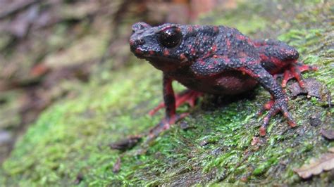 Petition · Save The Bleeding Toads Singapore ·