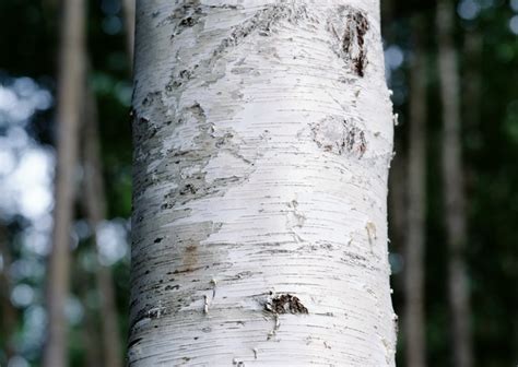 European White Birch Bark Texture Image 5634 On Cadnav