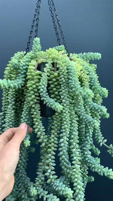 Hanging Donkey Tail Plant Care Sedum Donkeys Tail Succulent In 2020