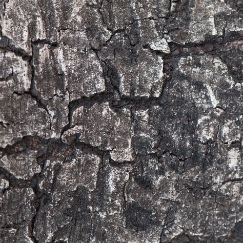 Dark Tree Bark Containing Bark Tree And Texture High Quality
