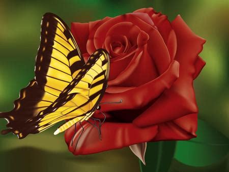 Red Rose And Butterfly Flowers Nature Background Wallpapers On