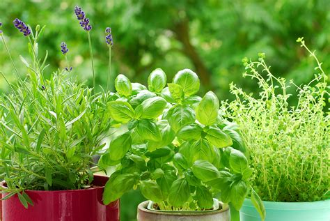 5 Consejos Para Cultivar Hierbas En Contenedores Trucos De Jardineria