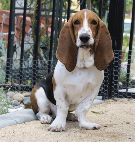 Information About The Witty And Naughty Beagle Basset