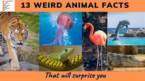 13 Weird Animal Facts That You Didnt Know Will Surprise You Kids