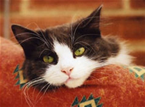 If you lost a unique pet, please check our online database and select 'other' to search for animals other than dogs and cats. Welcome to Cats Protection