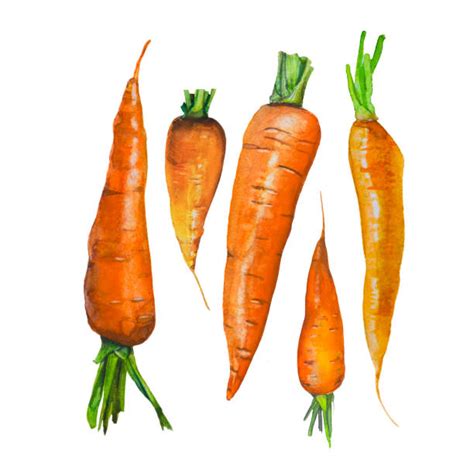 Watercolor Carrot Illustrations Royalty Free Vector Graphics And Clip