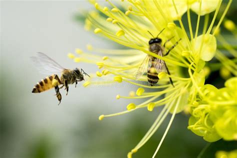 Flying Honeybee Collecting Pollen At Yellow Flower Stock Image Image