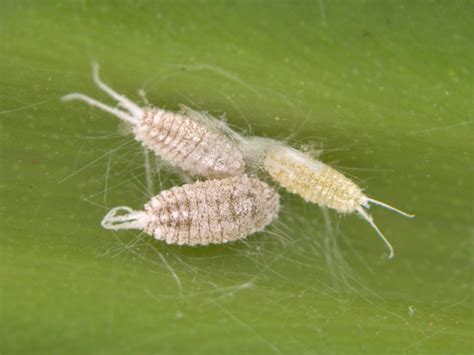 Tailed Mealybug Ferrisia Virgata