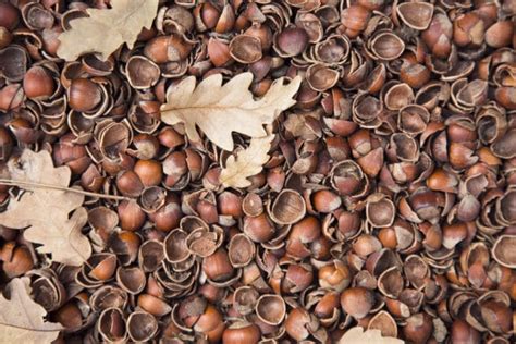 Hazelnut Shells As Mulch Garden Eco