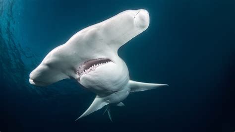 12 Facts About Hammerhead Sharks Mental Floss
