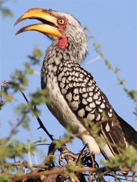 Southern Yellow Billed Hornbill Tockus Leucomelas At Mapungubwe