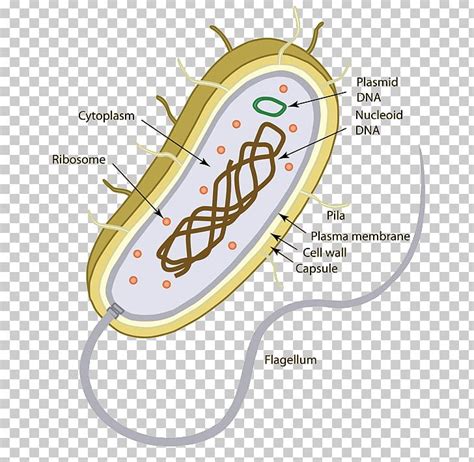 Prokaryote Eukaryote Unicellular Organism Bacteria Png Clipart Area Bacteria Biology Cell