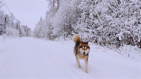 Wallpaper Dog Siberian Husky Winter Snow Road Trees Forest
