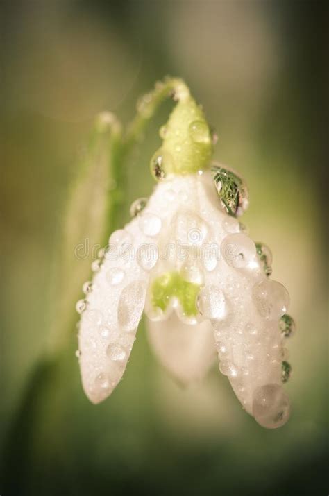 White Snowdrop With Water Drop Macro Stock Image Image Of Detail