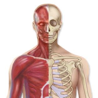 Flat bones are somewhat flattened, and can provide protection, like a shield; Bones, Joints and Muscles - Diseases, Conditions, and Symptoms - Better Medicine