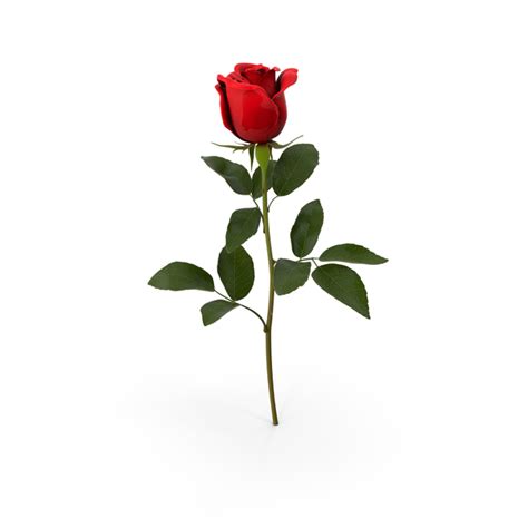 Rose Png Images And Psds For Download Pixelsquid S111605978