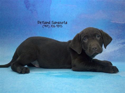 On the street of webber street and street number is 3558. Labrador Retriever-DOG-Male-Chocolate-1977187-Petland Sarasota