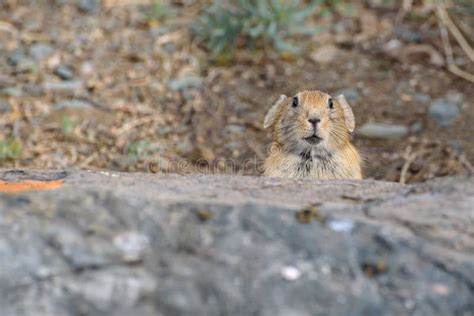 Pika Stone Burrow Rodent Stock Image Image Of Cute 170827779
