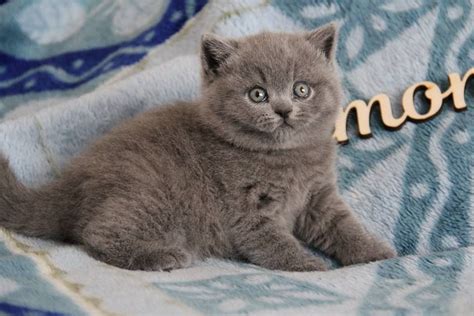 Adorable British Shorthair Kitten