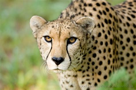 Cheetahs Return To Sunset Zoo June 5 But Disappearing In The Wild
