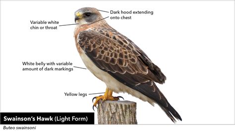 Sample Lesson Hawk And Raptor Identification Bird Academy The