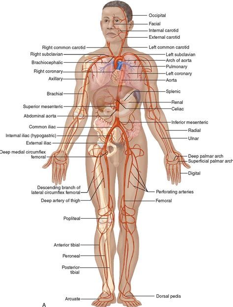 Anatomy Label Major Arteries And Veins Bodytomy Provides A Labeled My