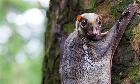 Quiz Can You Identify These Weird And Unusual Animals Wanderlust