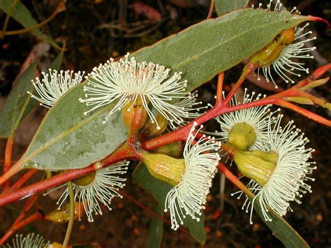 Flower Gallery Eucalyptus Aaaa6835
