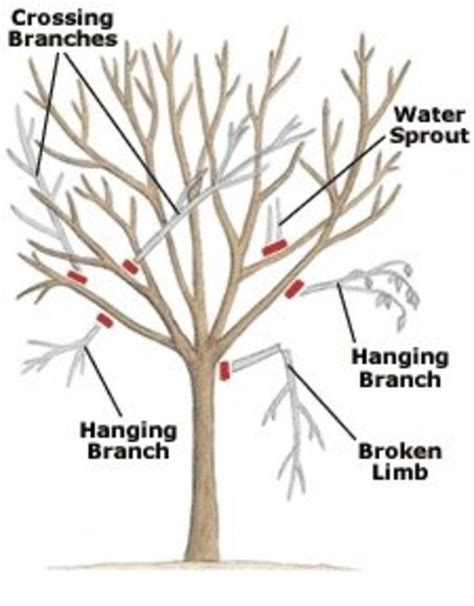 Tree Branch Pruning And Trimming Guide Tree Pruning Garden Trees Lawn