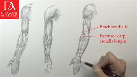 Bone basics and bone anatomy. Muscles of an Arm - Video Lesson by Drawing Academy ...