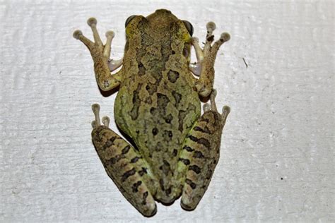 Tree Frog In Florida Smithsonian Photo Contest Smithsonian Magazine